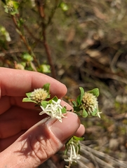 Pimelea linifolia