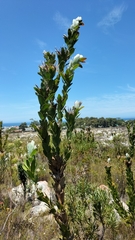Protea compacta