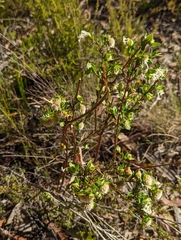Pimelea linifolia