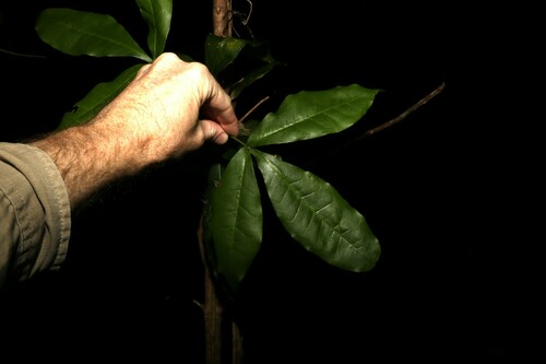 Image of Doughwood (Acronychia octandra) by (c) Greg Tasney, some rights reserved (CC BY-SA)