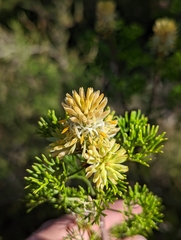 Petrophile canescens