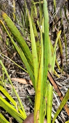 Protea scabra