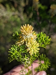 Petrophile canescens