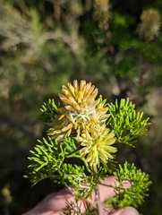 Petrophile canescens