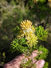 Petrophile canescens