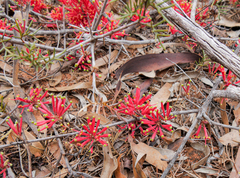 Grevillea