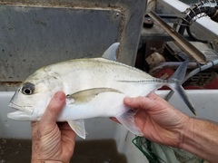 Caranx ignobilis