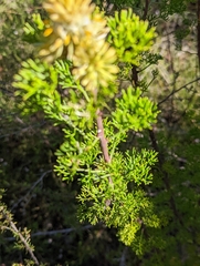 Petrophile canescens