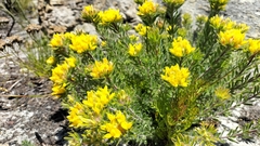 Aspalathus aspalathoides