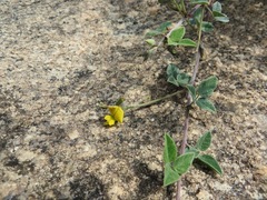 Rhynchosia schlechteri