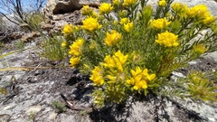 Aspalathus aspalathoides