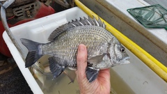 Acanthopagrus pacificus