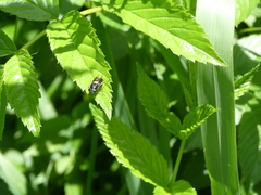 Odontomyia hunteri