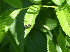 Odontomyia hunteri