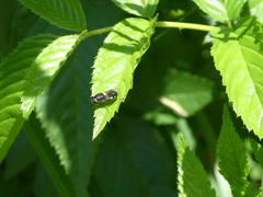 Odontomyia hunteri