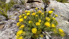 Aspalathus aspalathoides