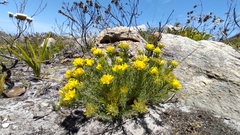 Aspalathus aspalathoides