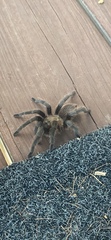 Theraphosinae