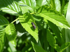 Odontomyia hunteri