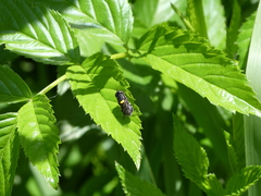 Odontomyia hunteri
