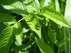 Odontomyia hunteri