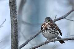 Passerella iliaca iliaca