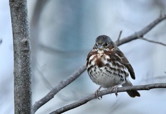 Passerella iliaca iliaca