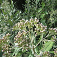 Ageratina asclepiadea
