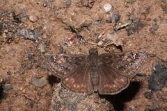 Erynnis juvenalis