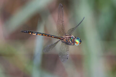 Hemicordulia continentalis