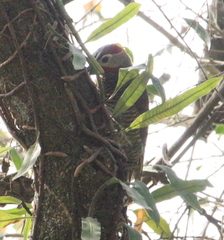 Colaptes rubiginosus