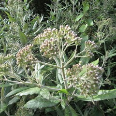 Ageratina asclepiadea