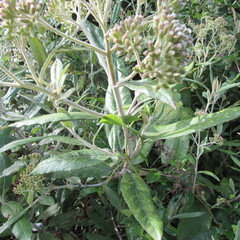 Ageratina asclepiadea