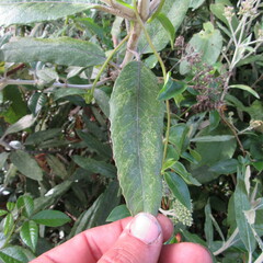 Ageratina asclepiadea