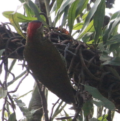 Colaptes rubiginosus