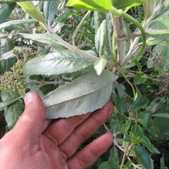 Ageratina asclepiadea