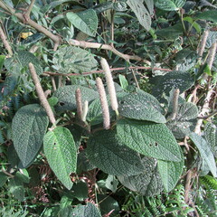 Piper artanthe