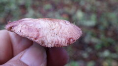 Agaricus arorae