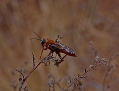 Sphex latreillei