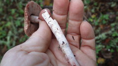 Agaricus arorae