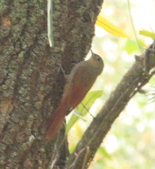 Sittasomus griseicapillus