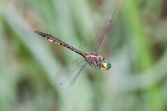 Hemicordulia continentalis