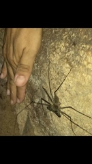 Phrynidae