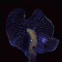 Psilocybe stuntzii
