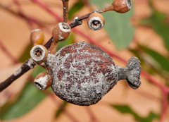 Apiomorpha urnalis