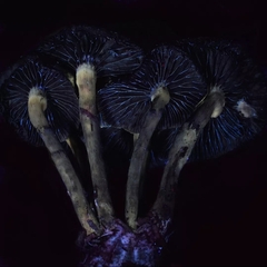 Psilocybe stuntzii