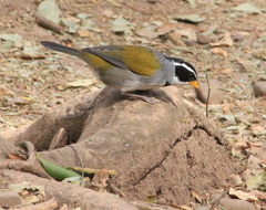 Arremon dorbignii