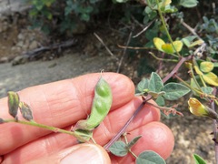 Rhynchosia schlechteri