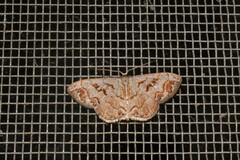 Idaea subfervens