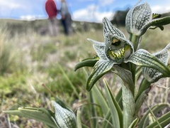 Chloraea magellanica